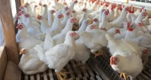 الدجاج مهدد بالانقراض في الجزائر ..!