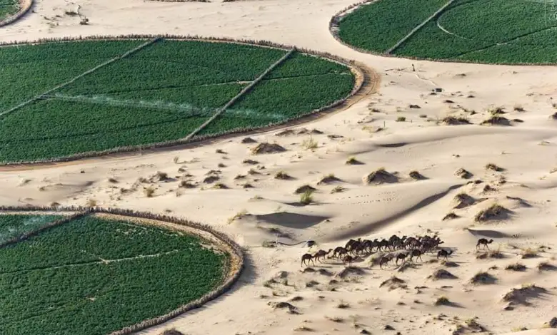 يورونيوز صحراء الجزائر قفة غذاء حقيقية للعالم