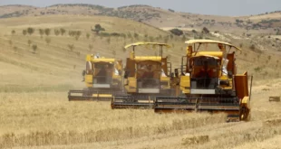 تأكيد وزير الصناعة بأن الجزائر تسعى للتخلص من الاعتماد على استيراد القمح