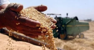 الجزائر تعزز إنتاج الحبوب المحلي وتقليل وارداتها لضمان الأمن الغذائي