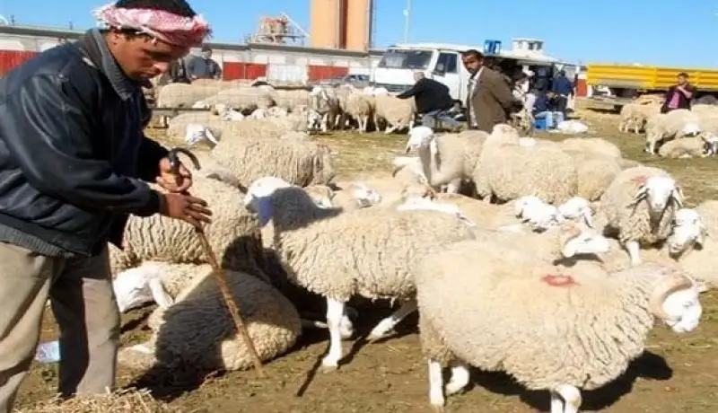 قرار غلق أسواق الماشية في ولاية المسيلة بسبب انتشار حمى القلاعية