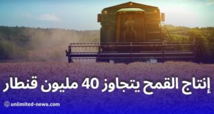 إنتاج القمح في الجزائر لعام 2024 توقعات تجاوز الـ 40 مليون قنطار وأبرز المناطق المنتجة