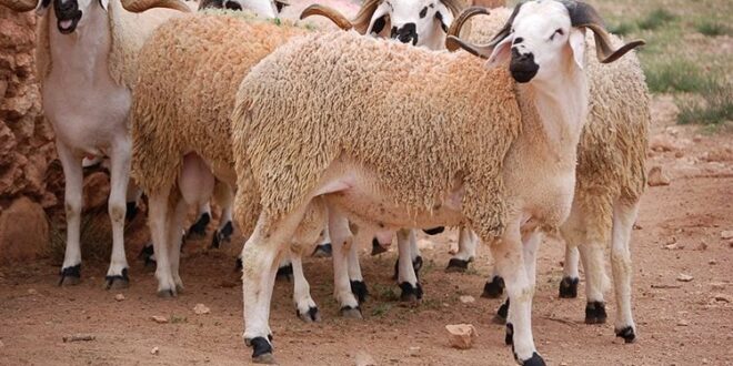 الشركة الجزائرية للحوم الحمراء تحدد الأسعار بين 59 و 90 ألف دج
