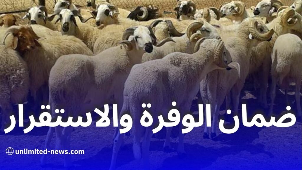 الحكومة تتخذ إجراءات لضمان وفرة اللحوم الحمراء والبيضاء قبل عيد الأضحى