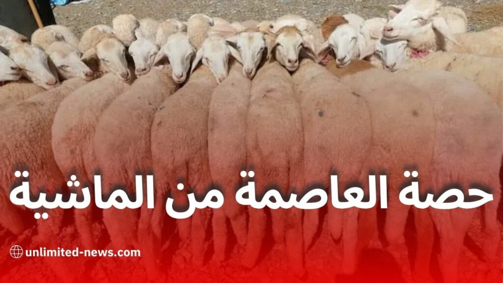 استيراد مليون رأس ماشية في الجزائر: حصة العاصمة ونقاط البيع المعتمدة