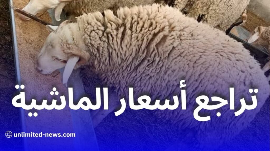 تراجع أسعار الماشية في الجزائر بعد قرار استيراد مليون رأس تحسبًا لعيد الأضحى