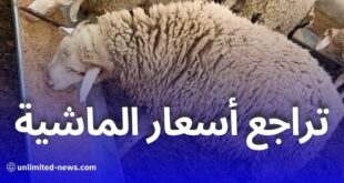 تراجع أسعار الماشية في الجزائر بعد قرار استيراد مليون رأس تحسبًا لعيد الأضحى