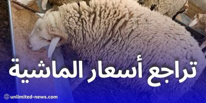 تراجع أسعار الماشية في الجزائر بعد قرار استيراد مليون رأس تحسبًا لعيد الأضحى