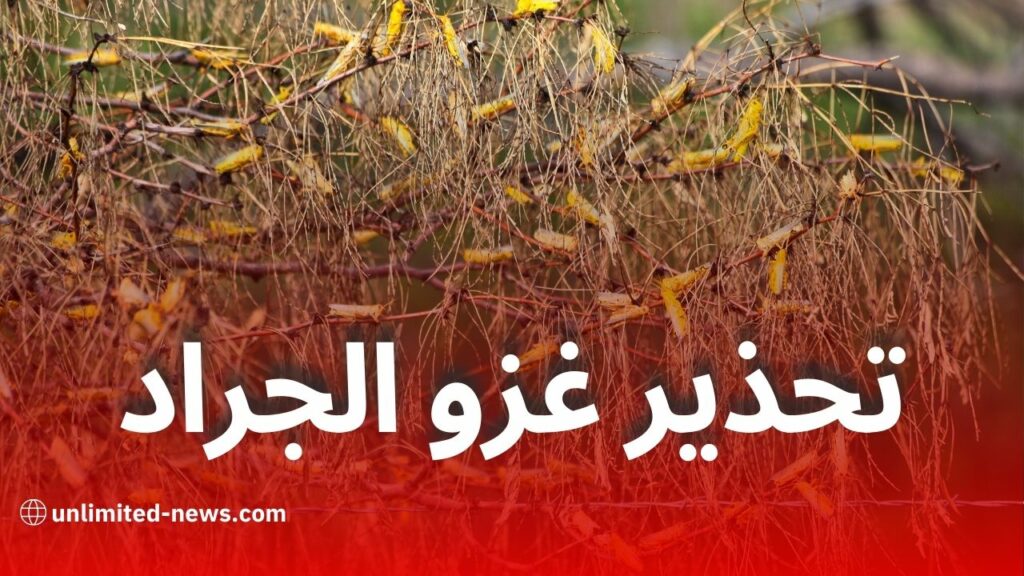 المعهد الوطني يحذر: خطر غزو الجراد الصحراوي يهدد 14 ولاية جزائرية