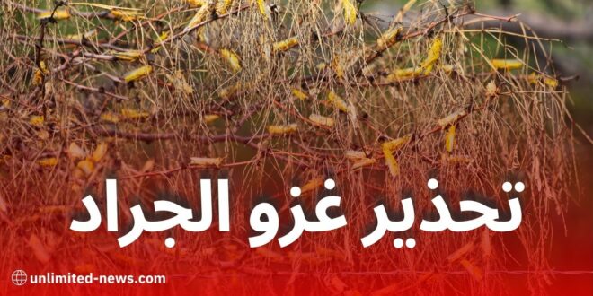 المعهد الوطني يحذر: خطر غزو الجراد الصحراوي يهدد 14 ولاية جزائرية