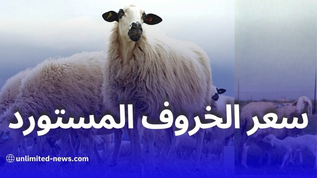 هذا هو السعر المتوقع للخروف المستورد من إسبانيا