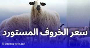 هذا هو السعر المتوقع للخروف المستورد من إسبانيا